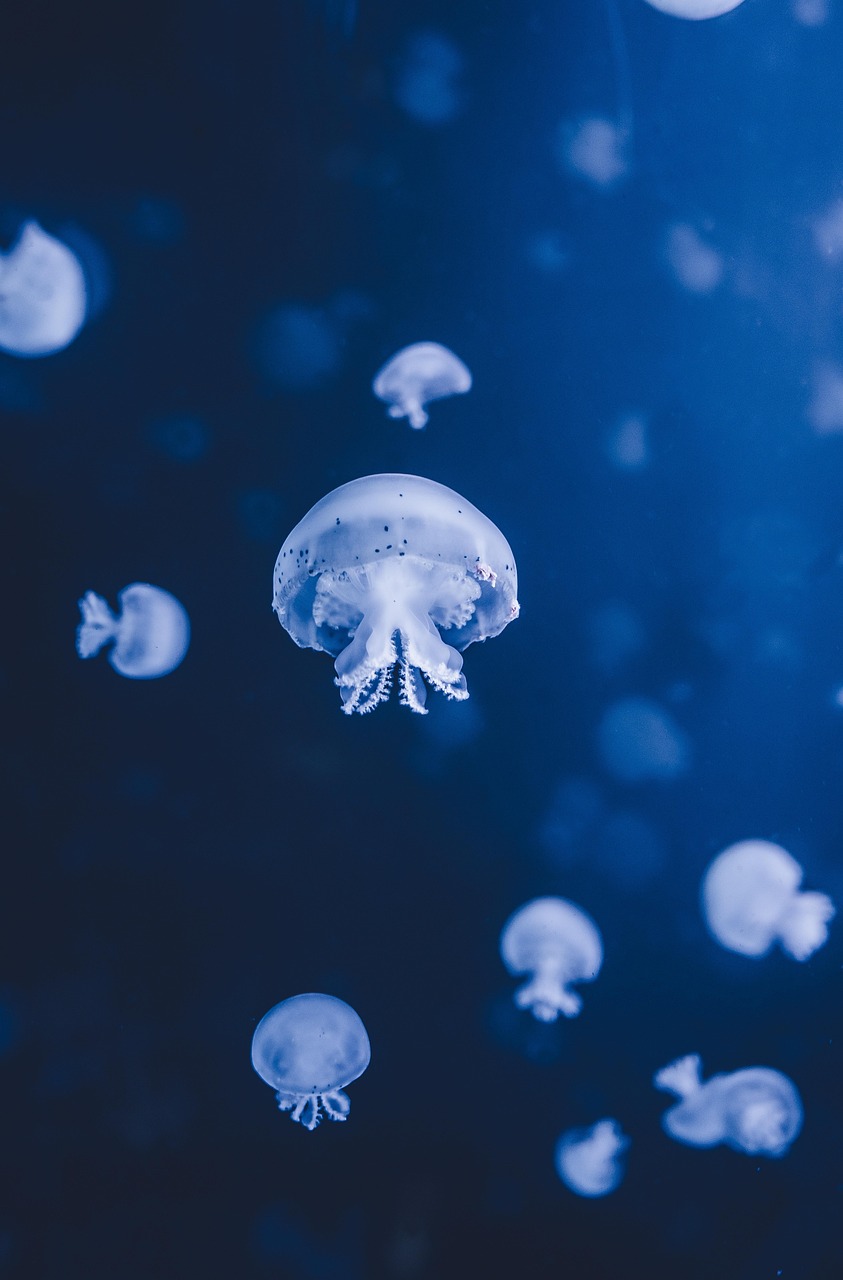 Image of jellyfish